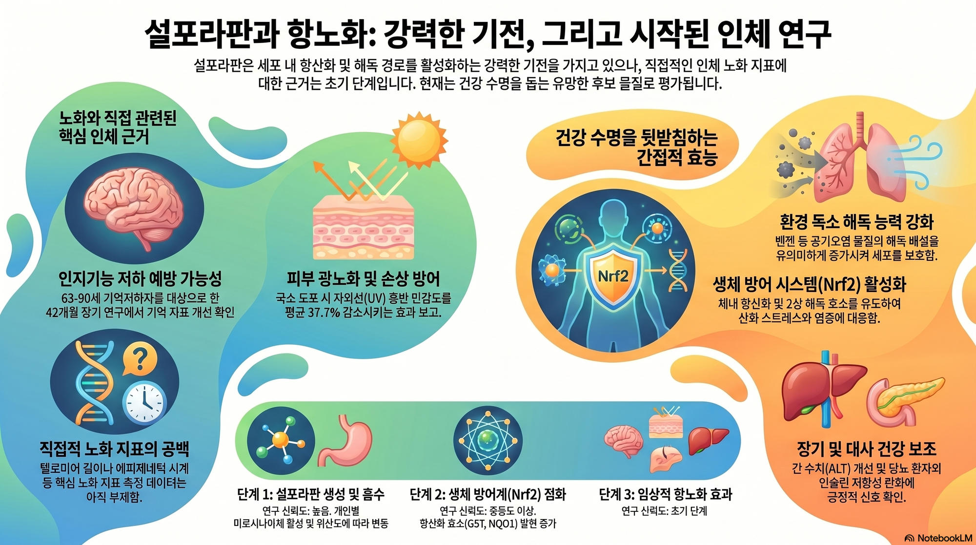                         설포라판과 노화 AI 리서치                             
                        