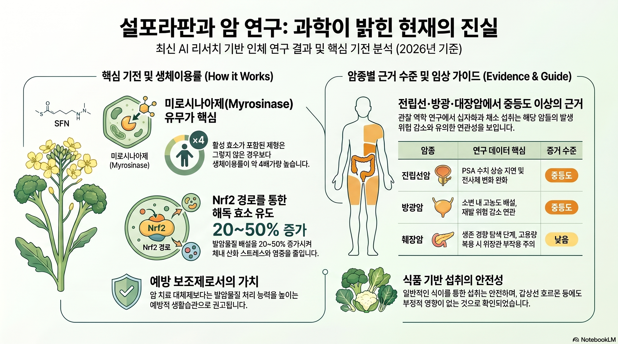                         설포라판과 암 AI 리서치                             
                        