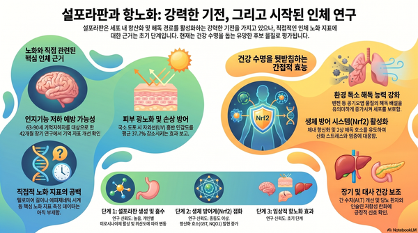 설포라판과 노화 AI 리서치
